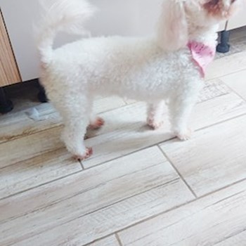 thumbnail petsitter București sau bonă pentru animale pentru câini pisici