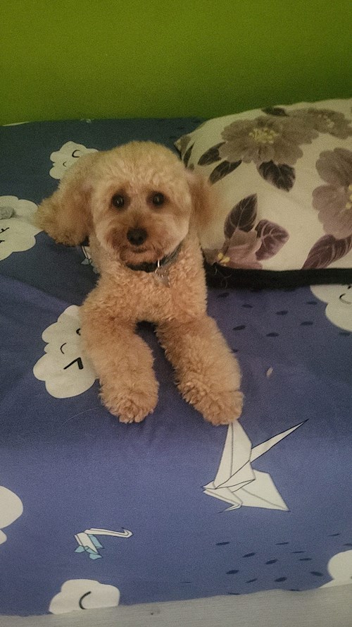 Cristina- petsitter București sau Bonă pentru animale pentru câini pisici