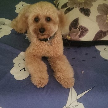 thumbnail petsitter București sau bonă pentru animale pentru câini pisici