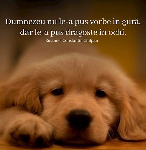 Cristina- petsitter București sau Bonă pentru animale pentru câini pisici