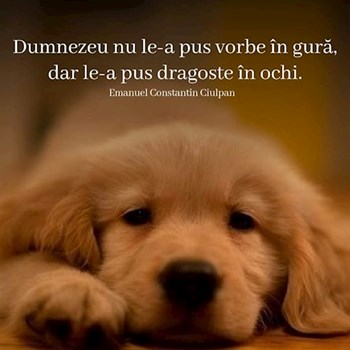 thumbnail petsitter București sau bonă pentru animale pentru câini pisici