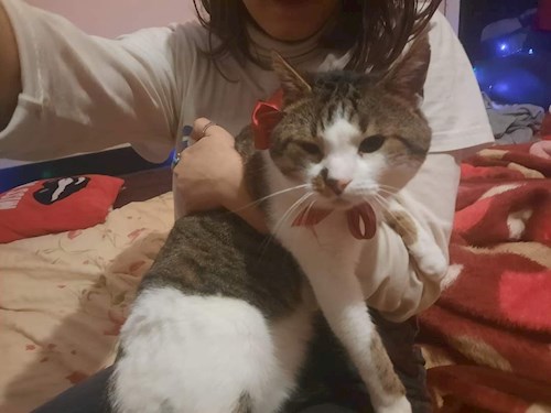 Alina- petsitter Iași sau Bonă pentru animale pentru câini pisici