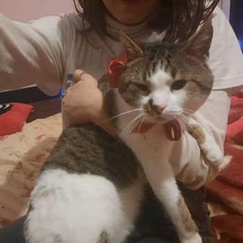 thumbnail petsitter Iași sau bonă pentru animale pentru câini pisici