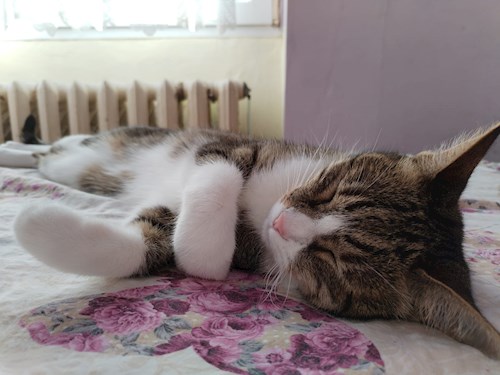 Alina- petsitter Iași sau Bonă pentru animale pentru câini pisici