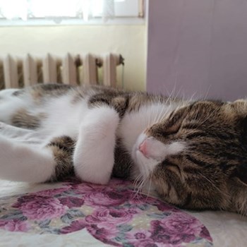 thumbnail petsitter Iași sau bonă pentru animale pentru câini pisici