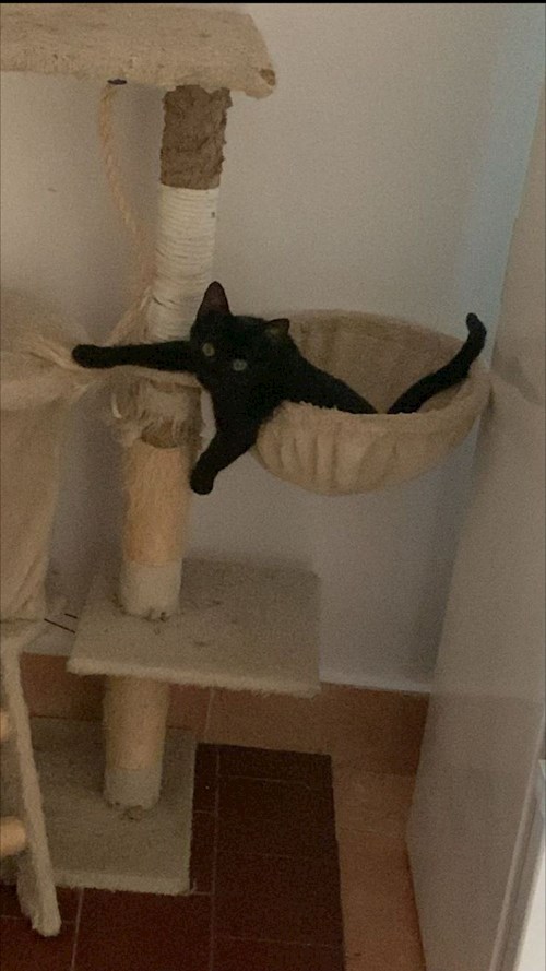 Alina- petsitter Iași sau Bonă pentru animale pentru câini pisici