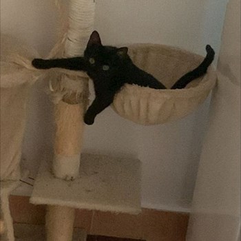 thumbnail petsitter Iași sau bonă pentru animale pentru câini pisici