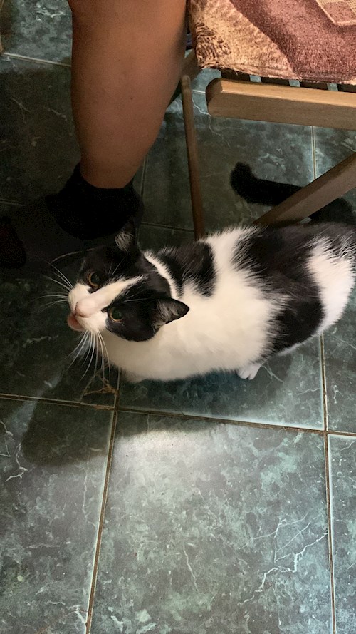 Alina- petsitter Iași sau Bonă pentru animale pentru câini pisici