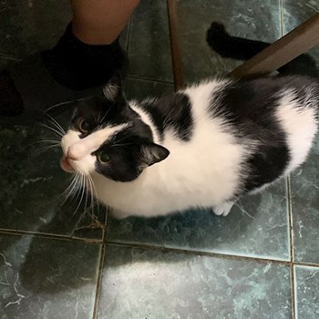 thumbnail petsitter Iași sau bonă pentru animale pentru câini pisici