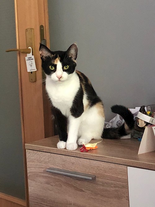 Alina- petsitter Iași sau Bonă pentru animale pentru câini pisici