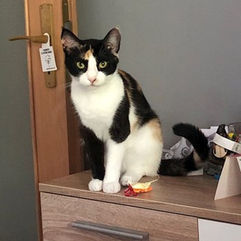 thumbnail petsitter Iași sau bonă pentru animale pentru câini pisici