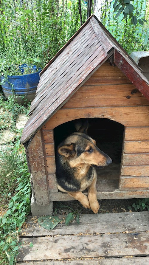 Alina- petsitter Iași sau Bonă pentru animale pentru câini pisici