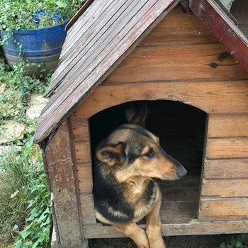 thumbnail petsitter Iași sau bonă pentru animale pentru câini pisici