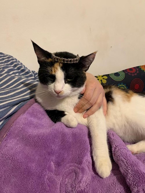 Alina- petsitter Iași sau Bonă pentru animale pentru câini pisici