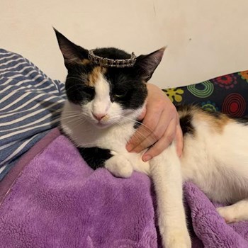 thumbnail petsitter Iași sau bonă pentru animale pentru câini pisici