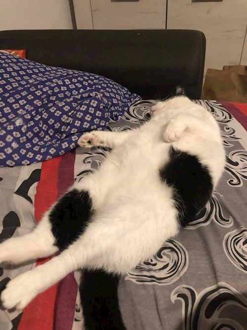 Alina- petsitter Iași sau Bonă pentru animale pentru câini pisici