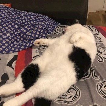 thumbnail petsitter Iași sau bonă pentru animale pentru câini pisici