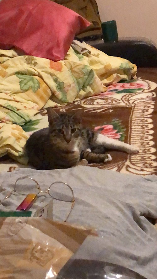 Alina- petsitter Iași sau Bonă pentru animale pentru câini pisici