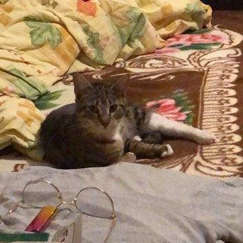 thumbnail petsitter Iași sau bonă pentru animale pentru câini pisici