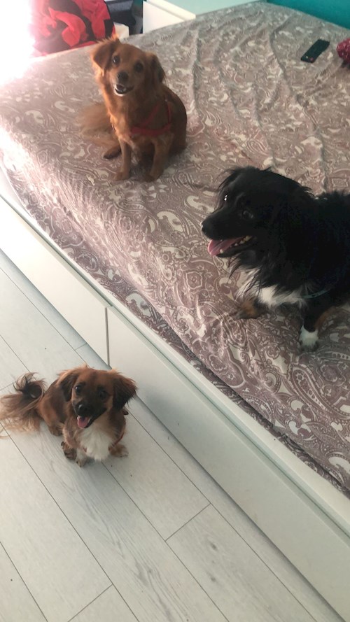 Cristina- petsitter București sau Bonă pentru animale pentru câini pisici