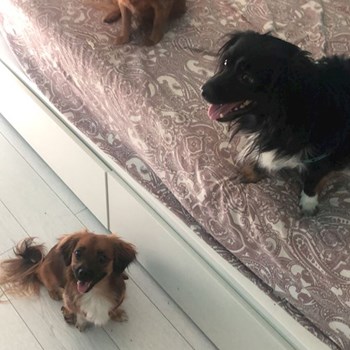 thumbnail petsitter București sau bonă pentru animale pentru câini pisici