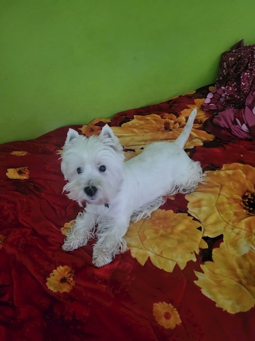 Cristina- petsitter București sau Bonă pentru animale pentru câini pisici