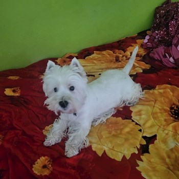 thumbnail petsitter București sau bonă pentru animale pentru câini pisici