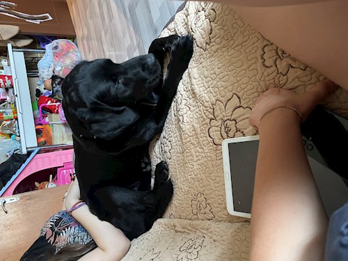 Dana- petsitter București sau Bonă pentru animale pentru câini pisici