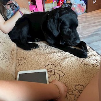 thumbnail petsitter București sau bonă pentru animale pentru câini pisici