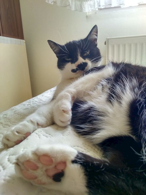 Cristina- petsitter Cluj-Napoca sau Bonă pentru animale pentru câini pisici