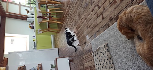 Bogdan- petsitter Cluj-Napoca or Pet nanny for dogs cats 