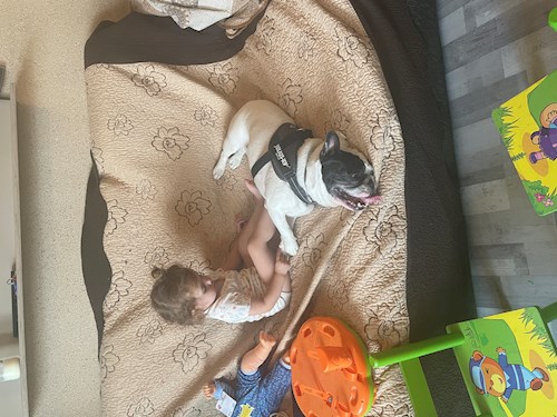 Dana- petsitter București sau Bonă pentru animale pentru câini pisici