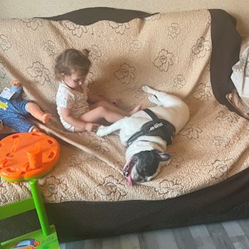 thumbnail petsitter București sau bonă pentru animale pentru câini pisici