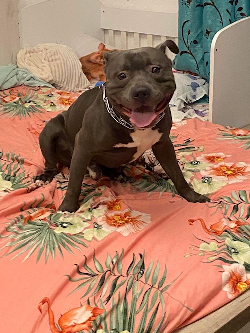 Dana- petsitter București sau Bonă pentru animale pentru câini pisici