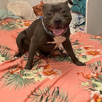 thumbnail petsitter București sau bonă pentru animale pentru câini pisici