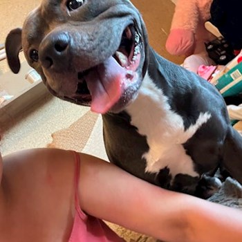 thumbnail petsitter București sau bonă pentru animale pentru câini pisici