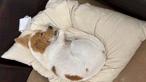 Gaita- petsitter București sau Bonă pentru animale pentru câini pisici