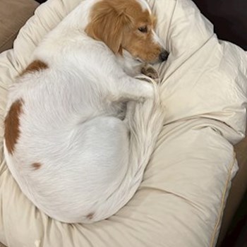 thumbnail petsitter București sau bonă pentru animale pentru câini pisici