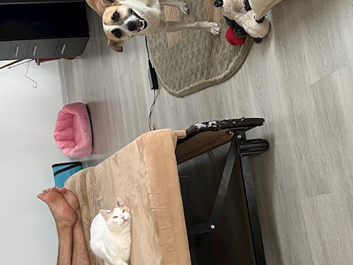 Gaita- petsitter București sau Bonă pentru animale pentru câini pisici