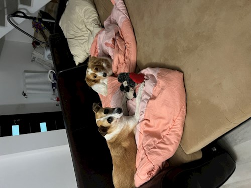 Gaita- petsitter București sau Bonă pentru animale pentru câini pisici