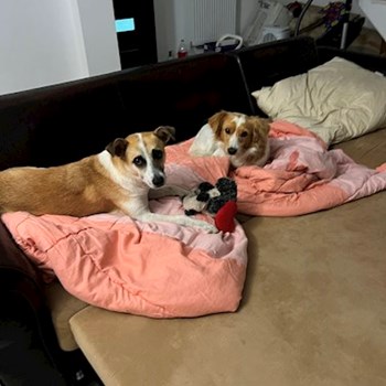 thumbnail petsitter București sau bonă pentru animale pentru câini pisici