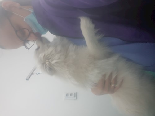 Gaita- petsitter București sau Bonă pentru animale pentru câini pisici