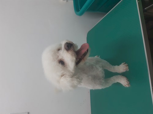 Gaita- petsitter București sau Bonă pentru animale pentru câini pisici