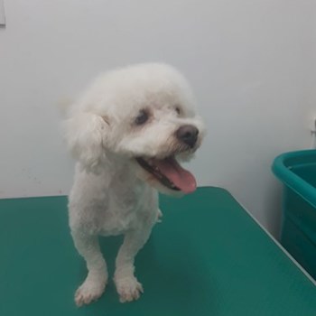 thumbnail petsitter București sau bonă pentru animale pentru câini pisici