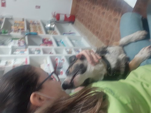 Gaita- petsitter București sau Bonă pentru animale pentru câini pisici