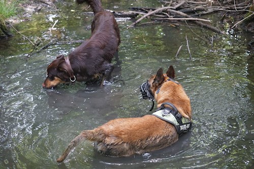 Daria- petsitter București sau Bonă pentru animale pentru câini pisici