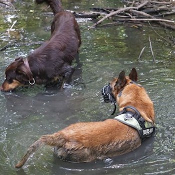 thumbnail petsitter București sau bonă pentru animale pentru câini pisici