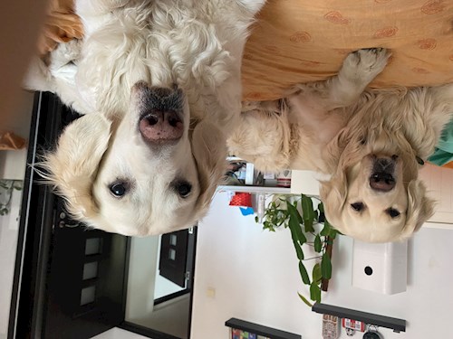 Mihaela- petsitter București or Pet nanny for dogs cats