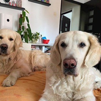 thumbnail petsitter București or pet nanny for dogs cats