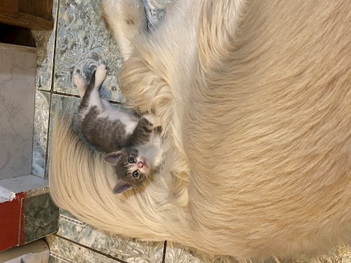 Mihaela- petsitter București or Pet nanny for dogs cats